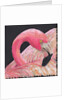 Flamingo, 2018 by Kirstie Adamson
