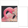 Flamingo, 2018 by Kirstie Adamson