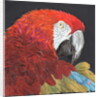 Red Macaw Parrot, 2018 by Kirstie Adamson