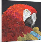 Red Macaw Parrot, 2018 by Kirstie Adamson