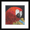 Red Macaw Parrot, 2018 by Kirstie Adamson