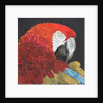 Red Macaw Parrot, 2018 by Kirstie Adamson