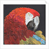 Red Macaw Parrot, 2018 by Kirstie Adamson