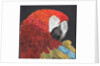 Red Macaw Parrot, 2018 by Kirstie Adamson