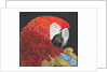 Red Macaw Parrot, 2018 by Kirstie Adamson