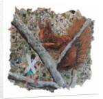 Hazelnut Hunt, 2018 by Kirstie Adamson