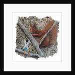 Hazelnut Hunt, 2018 by Kirstie Adamson