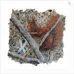 Hazelnut Hunt, 2018 by Kirstie Adamson