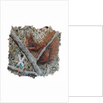 Hazelnut Hunt, 2018 by Kirstie Adamson