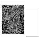 Jungle, 1993 by Mary Kuper