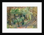 Tree ferns, Trewidden, 2012 by Mary Kuper