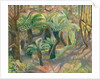 Tree ferns, Trewidden, 2012 by Mary Kuper
