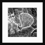 Signs of an approaching storm, 2004 by Mary Kuper