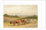 Oxen Ploughing a Downland Field by Robert Hills