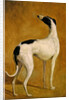 Study of a Greyhound by Jacques-Laurent Agasse