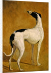 Study of a Greyhound by Jacques-Laurent Agasse