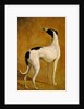 Study of a Greyhound by Jacques-Laurent Agasse