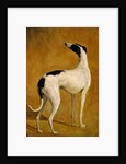 Study of a Greyhound by Jacques-Laurent Agasse