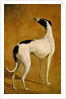Study of a Greyhound by Jacques-Laurent Agasse