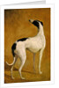 Study of a Greyhound by Jacques-Laurent Agasse