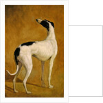 Study of a Greyhound by Jacques-Laurent Agasse
