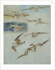 Study of Seagulls by William Clarkson Stanfield
