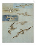 Study of Seagulls by William Clarkson Stanfield