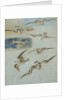 Study of Seagulls by William Clarkson Stanfield