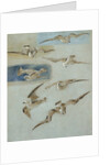 Study of Seagulls by William Clarkson Stanfield