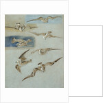 Study of Seagulls by William Clarkson Stanfield
