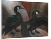 Green Cormorants, 1925 by Cedric Morris