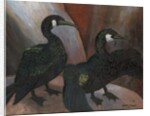 Green Cormorants, 1925 by Cedric Morris