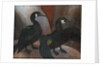 Green Cormorants, 1925 by Cedric Morris