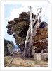 A Spanish Chestnut Tree Struck by Lightning by John Sell Cotman