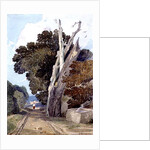 A Spanish Chestnut Tree Struck by Lightning by John Sell Cotman