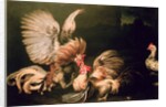 Fighting Cocks by Frans Snyders or Snijders