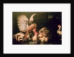 Fighting Cocks by Frans Snyders or Snijders