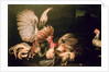 Fighting Cocks by Frans Snyders or Snijders