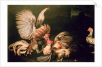 Fighting Cocks by Frans Snyders or Snijders