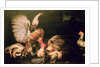 Fighting Cocks by Frans Snyders or Snijders