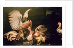 Fighting Cocks by Frans Snyders or Snijders