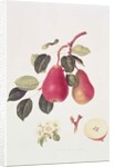 The Scarlet Beurree Pear, 1819 by William Hooker