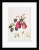The Scarlet Beurree Pear, 1819 by William Hooker