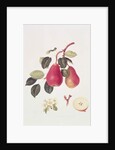 The Scarlet Beurree Pear, 1819 by William Hooker