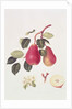 The Scarlet Beurree Pear, 1819 by William Hooker