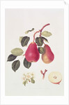 The Scarlet Beurree Pear, 1819 by William Hooker