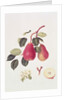 The Scarlet Beurree Pear, 1819 by William Hooker