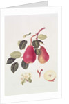 The Scarlet Beurree Pear, 1819 by William Hooker