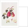 The Scarlet Beurree Pear, 1819 by William Hooker