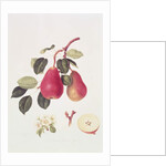 The Scarlet Beurree Pear, 1819 by William Hooker